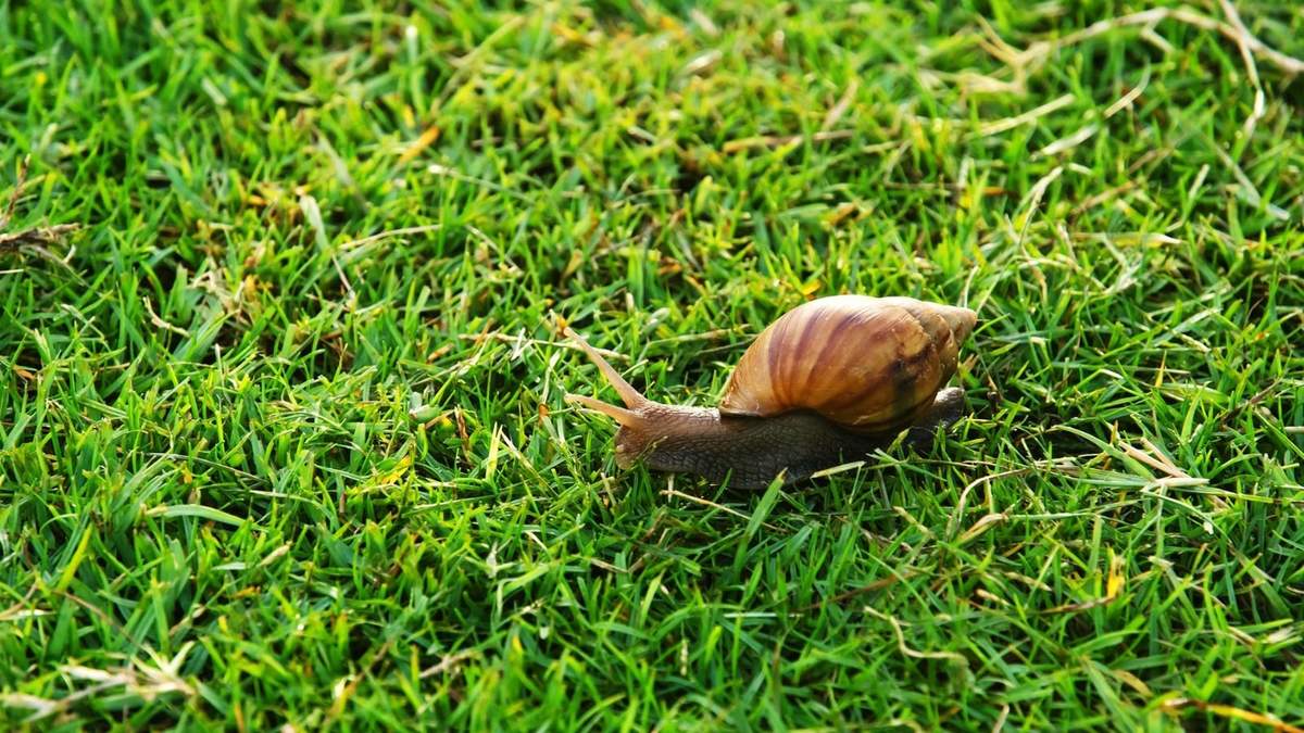 Caracoles. Fuente: (Instagram)