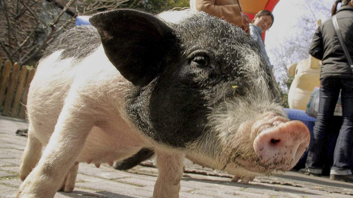 Un cerdo miniatura espera a los visitantes para alimentarlo en un zoológico en Shanghai, China