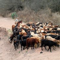 México previó una crisis por el gusano barrenador, pero el gobierno de AMLO no actuó a tiempo