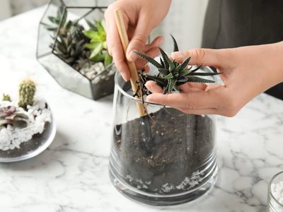 Suculentas: cómo hacer un terrario para tener en el ambiente preferido del hogar