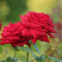 El secreto viverista para trasplantar tus Rosas en Primavera y que se mantengan hermosas