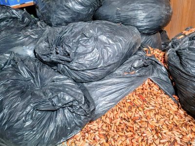 Puente La Rinconada: hallaron en un vehículo 600 kilos de piñones que iban a venta ilegal