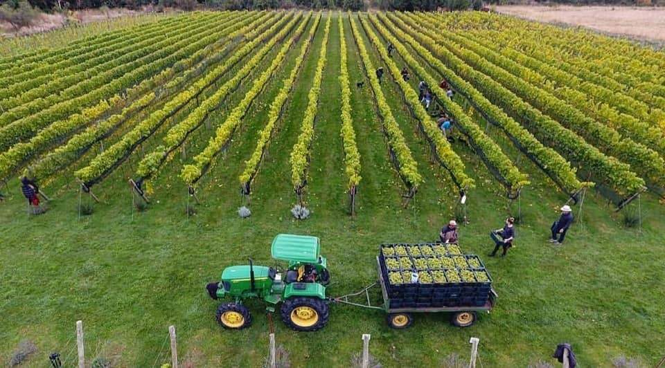 Vinos frescos de la Cordillera austral. Fuente: (Twitter)