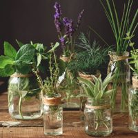 5 plantas aromáticas que crecen en agua y que podés cuidar muy fácilmente