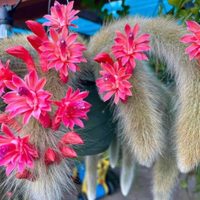 Cómo reproducir y multiplicar tu Cactus Cola de Mono, la particular suculenta que está de moda