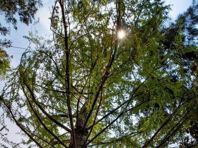 En esta fecha será sembrado el ahuehuete en la glorieta de Paseo de la Reforma