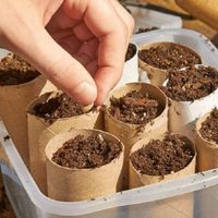 No tires los rollos de papel higiénico: así podés aprovecharlos al máximo en tu huerto o jardín