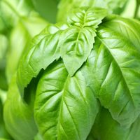 Cómo mantener y cuidar tu planta de albahaca para que esté sana y rozagante todo el año