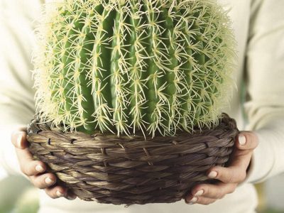 Abono casero para cactus: con sólo un elemento que no deberías tirar más a la basura