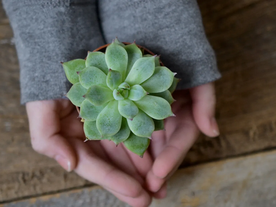 Cuáles son las plantas y suculentas ideales según tu signo del zodiaco