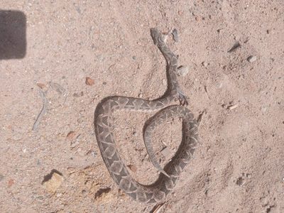 Alerta por aparición de arañas, alacranes y víboras en varios sectores de Neuquén