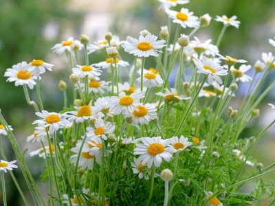 La planta de hermosas flores que podés cultivar en maceta y que calma la ansiedad y el estrés