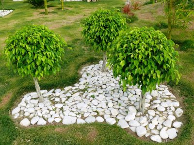 No desesperes: el truco natural para evitar que tu planta de Ficus pierda sus hojas