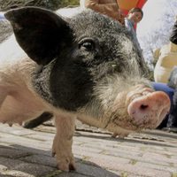 Investigadores chinos trasplantan con éxito un riñón de cerdo a un humano