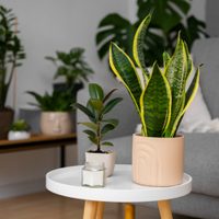 5 plantas que son altamente valoradas por mejorar la memoria: tomá nota