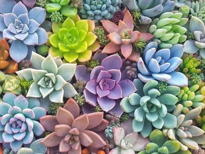 Cuáles son las suculentas que generan armonía en la casa, según el Feng Shui