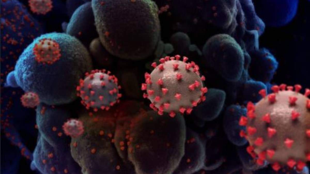 El virus SARS-COV-2