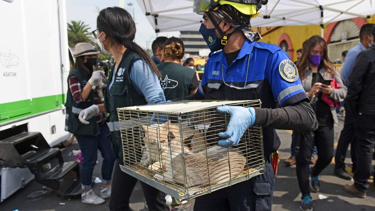 Decomiso de animales en venta en el Mercado de Sonora