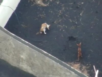Alistan rescate con drones de perros atrapados en la lava de volcán en La Palma