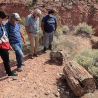 Con una nueva ley, Neuquén declaró patrimonio cultural al Bosque Petrificado El Sauce