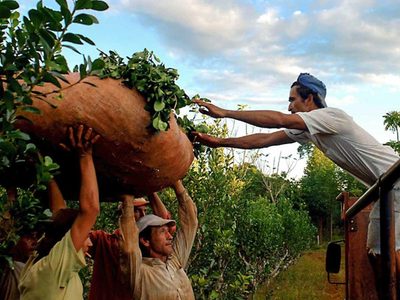 ¿Qué es un tarefero y por qué hoy es su día nacional en Argentina?