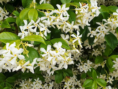 El truco de los jardineros para que el Jazmín de Leche florezca 2 veces al año e inunde de perfume tu casa