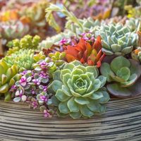 Suculentas: qué variedades recomienda el feng shui para atraer la buena fortuna