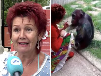 Zoológico prohíbe la entrada a una mujer que asegura tener una relación afectiva con un chimpancé