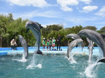 Los cuidadores del ex-Aquarium aseguran que los delfines están en buen estado y revelaron por qué no pueden ir a Mundo Marino