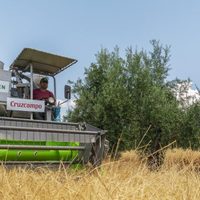 Proyecto Olivo: trabajo mancomunado y sustentable en el sector cervecero