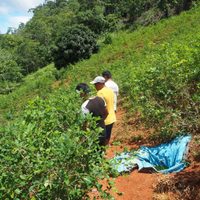 Perú admite crecimiento “exponencial” del narcotráfico y del cultivo de hoja de coca en la Amazonía