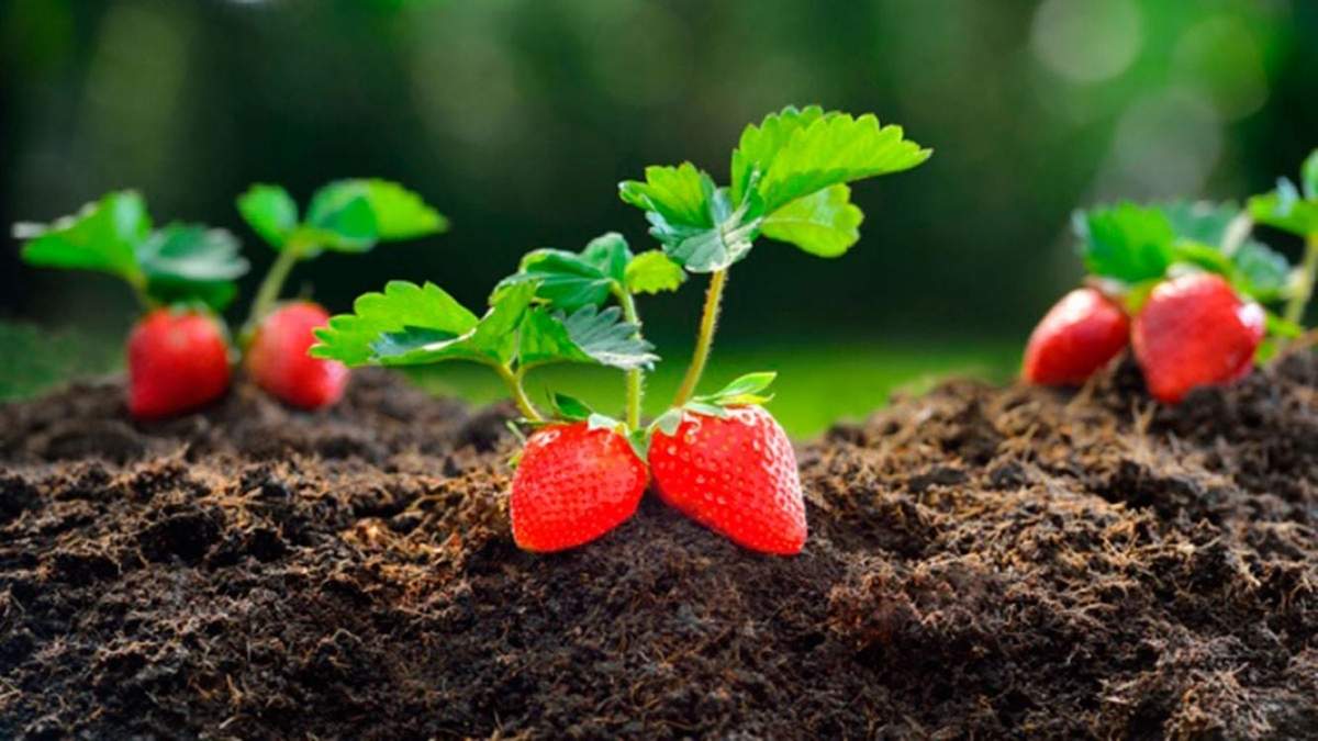 Estudian propiedades de la frutilla. Fuente: (Twitter)