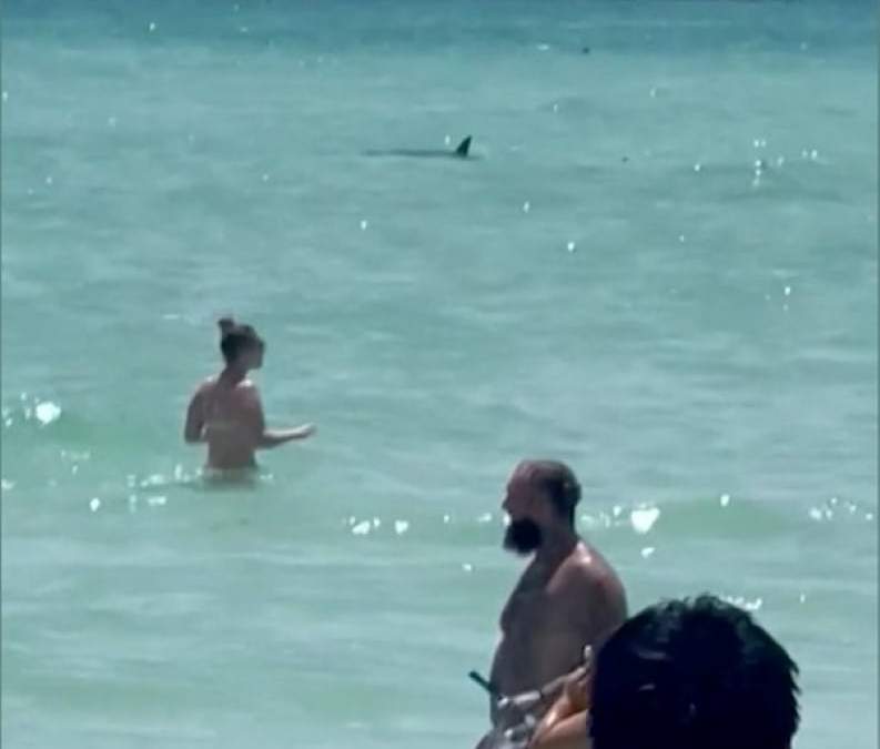 En las playas de Long Island también se han reportado avistamiento de tiburones