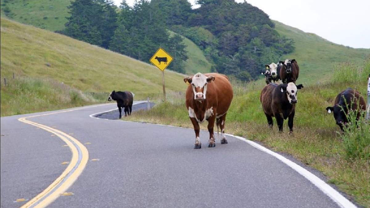 La inicitiva busca suprimir el riesgo de conducir con presencia de animales sueltos en la ruta. Fuente: (Al día Argentina)