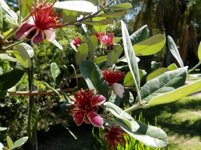 La hermosa planta de exterior cuyas flores son comestibles y de un agradable sabor