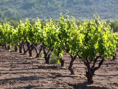 Cariñan: la cepa que renació en Chile
