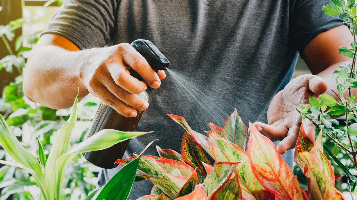 Plantas. Fuente: (Instagram)