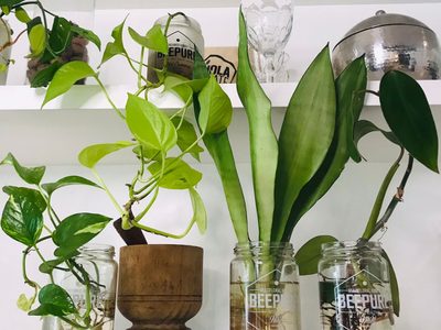 Con hilo y una botella de agua: el truco para mantener sanas y rozagantes a todas tus plantas cuando te vas de vacaciones