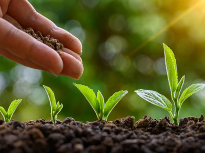 Si tus plantas tienen las hojas amarillas, tenés que saber este dato para que vuelva a estar sana