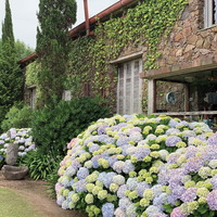 La forma simple y correcta de podar tus hortensias para que exploten de flores en primavera