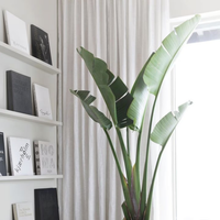 El truco de los viveros para que tu Strelizia crezca en tiempo récord, la planta más usada en decoración