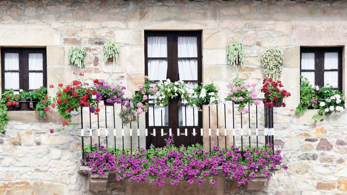 Plantas. Fuente: (Instagram)