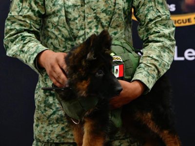 Así nombraron al cachorro rescatista que Turquía donó a México en honor a Proteo