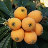El remedio de las abuelas: el árbol que muchos tienen en su jardín y que es un verdadero tesoro para la salud