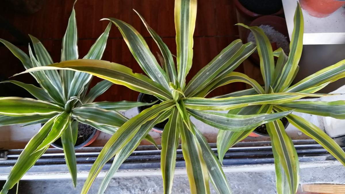Guarneque, la planta de interior que atrae la felicidad. Fuente: (X)