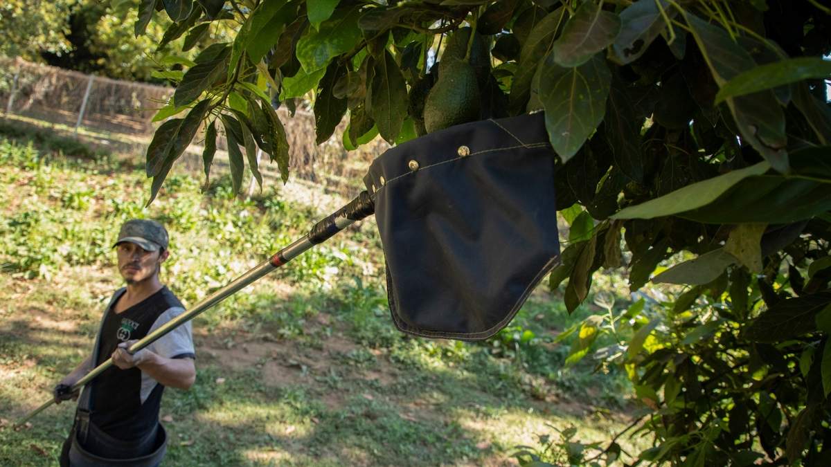 Un trabajador agrícola cultiva aguacates en un huerto en Santa Ana Zirosto, Michoacán