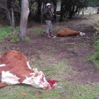 Amenazas en Villa Traful: los Cuevas desmienten que hayan envenenado animales de los Gallegos