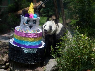Muere en Chapultepec, Shuan Shuan, panda gigante más longeva de México; ayer celebró 35 años (Video)
