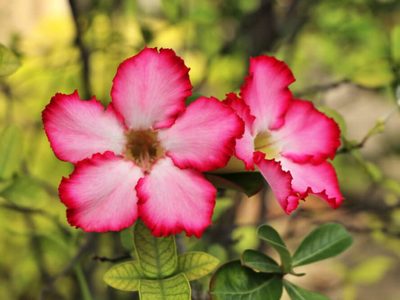 Las hermosas plantas fáciles de cuidar que son una opción perfecta para regalar en San Valentín