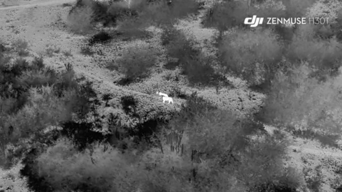 Foto de dos leones usando el dron Zenmuse H30T